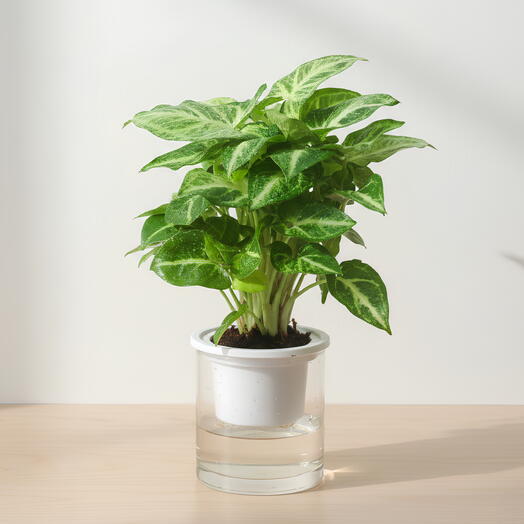 Пестролистный сингониум