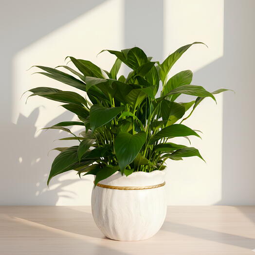 Peace Lily (Spathiphyllum)