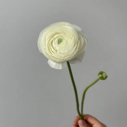 رانونكولس أبيض (Ranunculus)