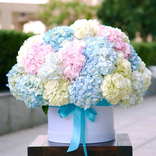 Premium pastel hydrangeas box