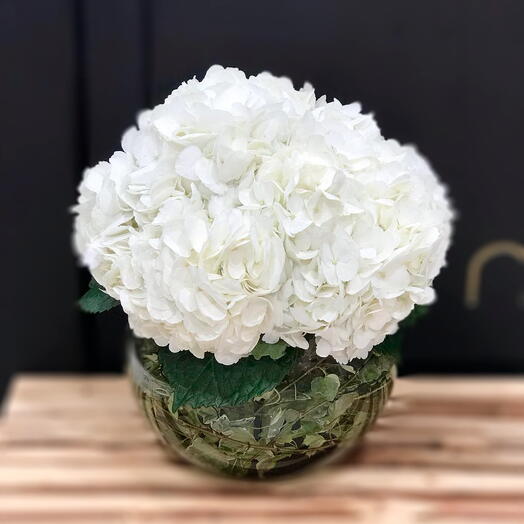 Hydrangeas in Vase