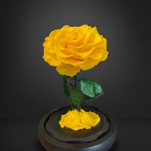 Одна стабилизированная роза