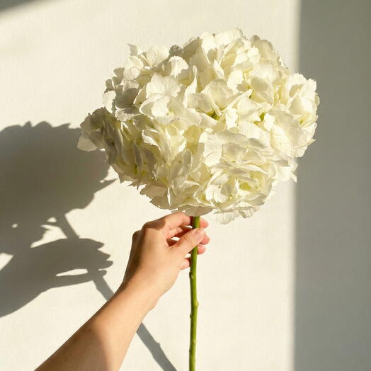 Гортензия - белая