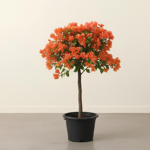 Бугенвиллея оранжевая️‍🔥