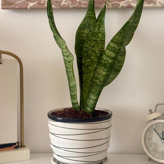 نبات الثعبان في وعاء سيراميك | نبات داخلي | هدية سهلة العناية