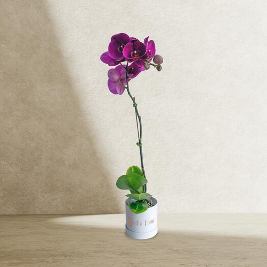 Pink Phalaenopsis in Small Bella Box