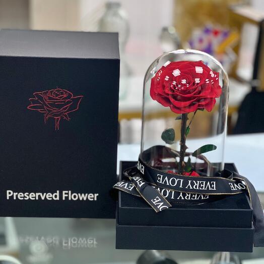 Single Red Forever Rose