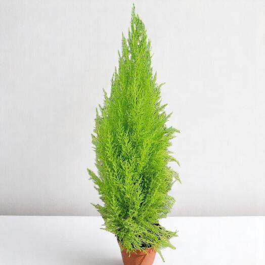 Cupressus