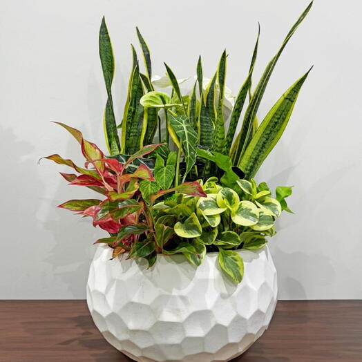 Комнатное растение