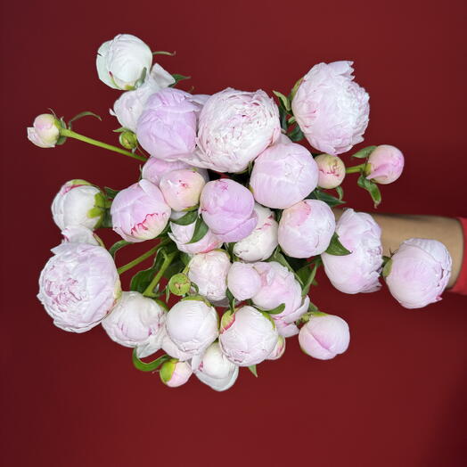 Розовый пион: 10 стеблей