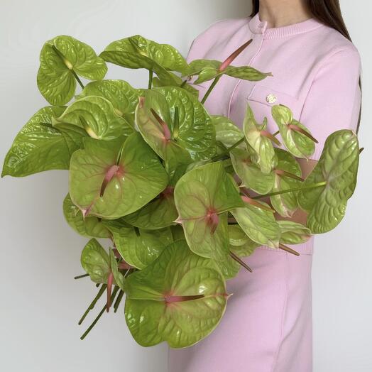 Green anthurium (20 pcs)