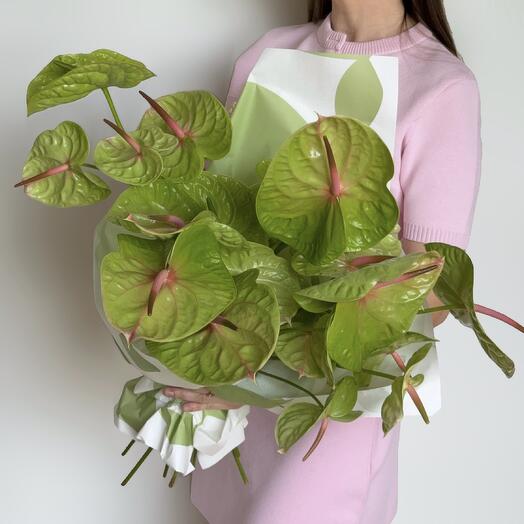 Green anthuriums (30 pcs)