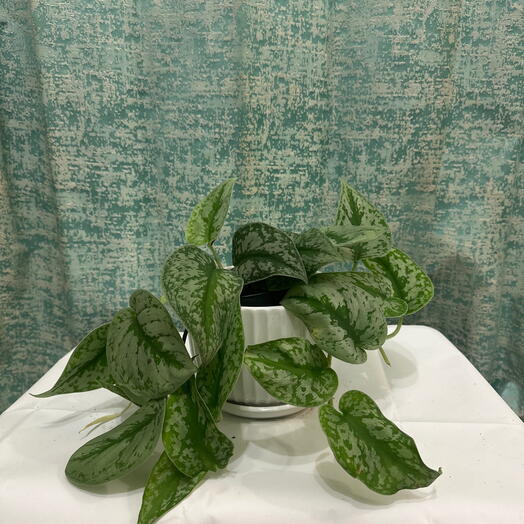 Lush Satin Pothos - Elegant indoor plant for home , Office   Easy care Gift