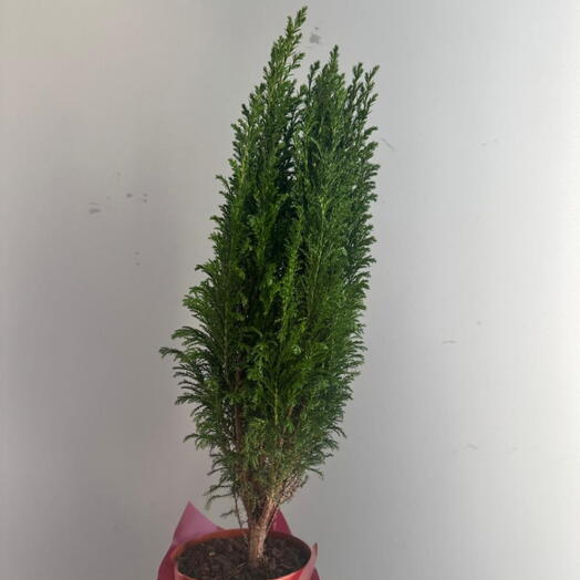 6 кипарисов