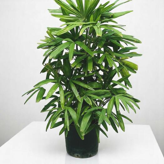 Рапис Эксельса