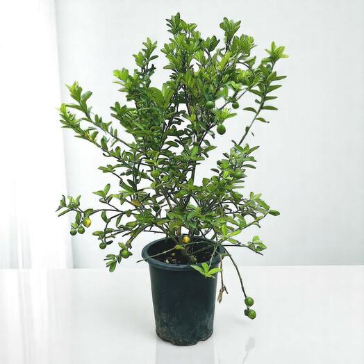 Цитрусовый лимон 1м