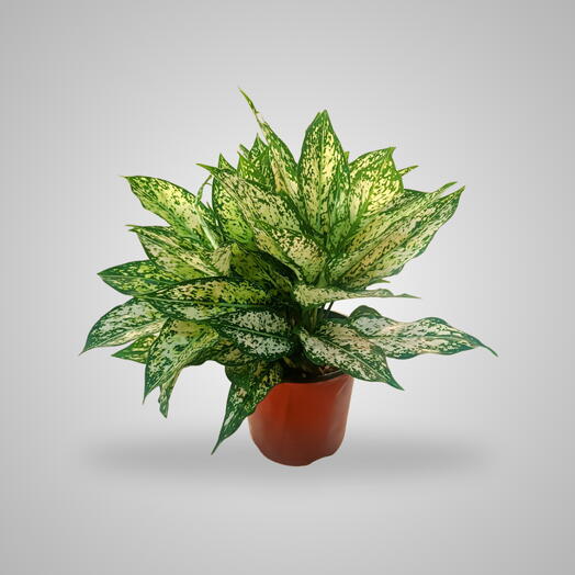 Аглаонема Белоснежка