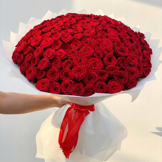 151 Premium Red Roses WR