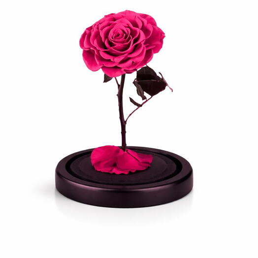 Dark Pink Infinity Rose