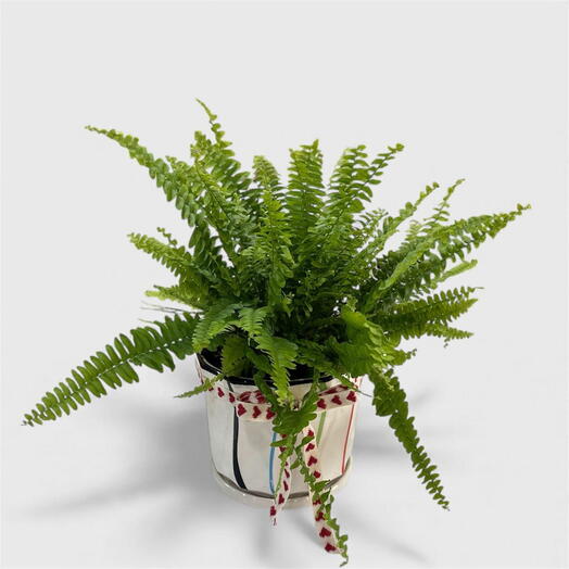 Бостонский папоротник