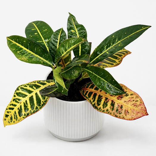 Vibrant Codiaeum – Premium Croton Indoor Plant
