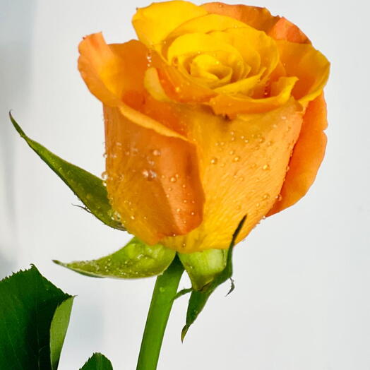 Orange Rose Stem 50cm