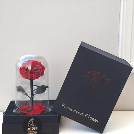 Infinity Red: Rosa eterna en tarro de vidrio con caja - Símbolo de amor eterno