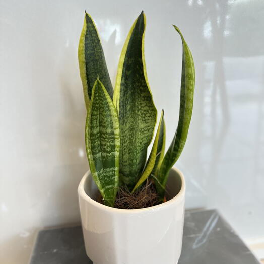 Сансевиерия (комнатное растение)