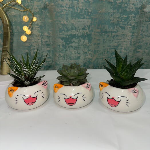 Очаровательное трио кактусов и суккулентов в горшке с улыбающимся котом – уникальный подарок для любителей растений