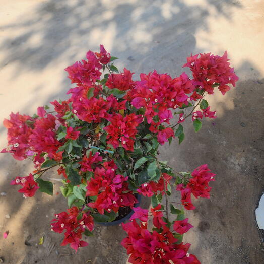 Bougainvillea red