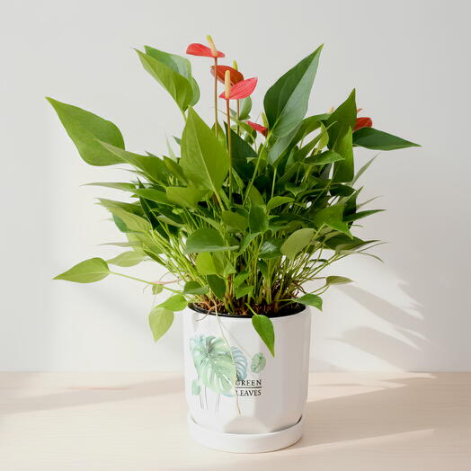 Красный антуриум