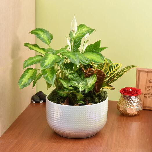 Beautiful Indoor Plants Garden