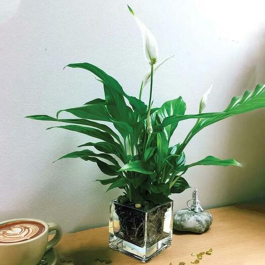 Peace Lily Plant