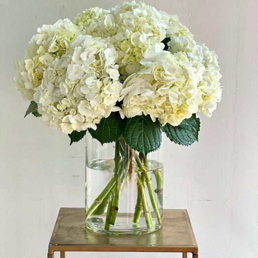 Elegant Vase of 6 White Hydrangeas  Timeless Floral Arrangement