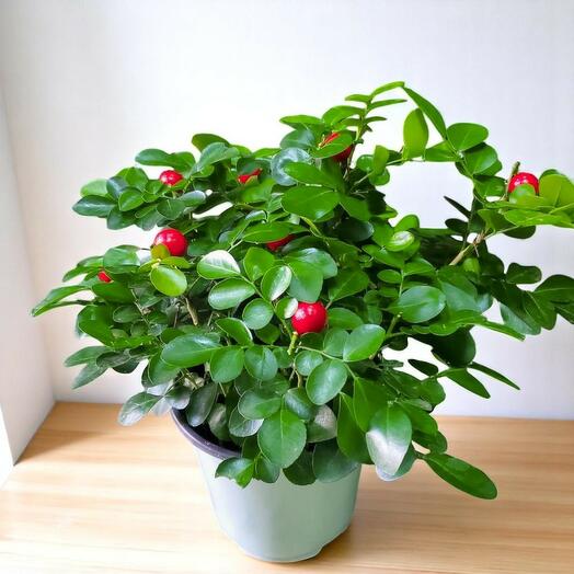 Натальская слива