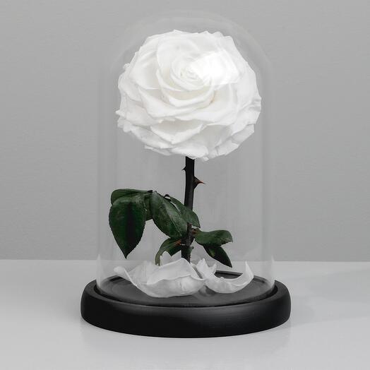 Белая стабилизированная роза со стеклянным колпаком
