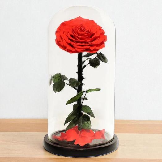 Rosa Roja Eterna en Cúpula de Cristal – Rosa Preservada que Dura Hasta 5 Años | Regalo Eterno para el Amor   Romance