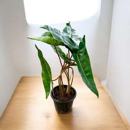 Philodendron Billietiae