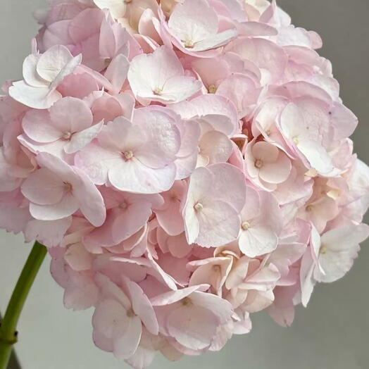 هيدرانجيا وردية