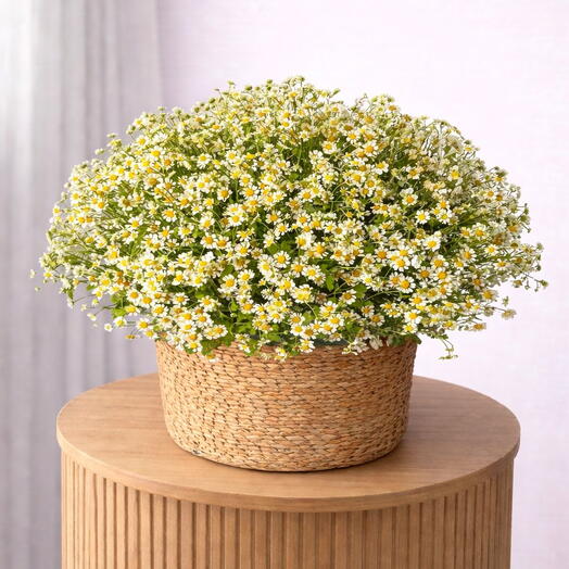 Садовое прикосновение айвори