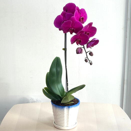 Plante d'orchidée Phalaenopsis rose