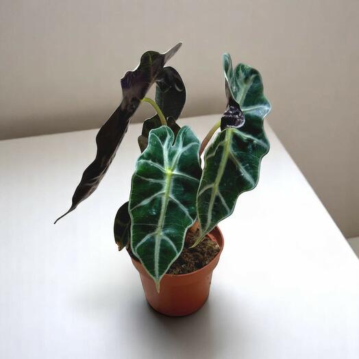 Алоказия Полли (африканская маска)