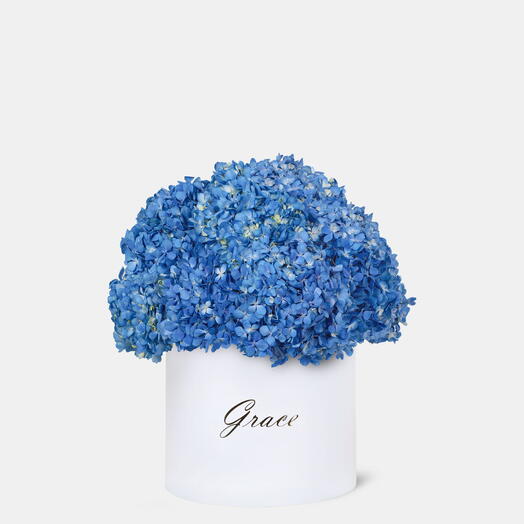 Blue Hydrangea in Large Box