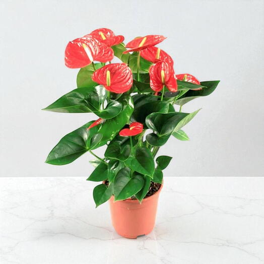 Антуриум красный