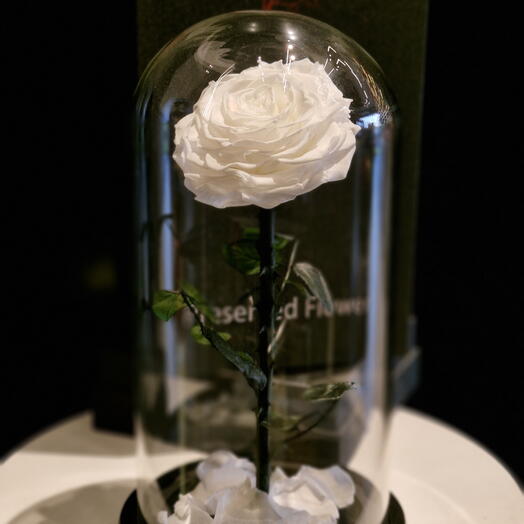 Стеклянный купол - вечные розы | белый (большой)