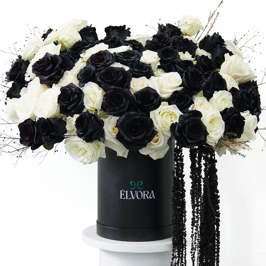 BLACK ROSE ECLIPSE BLOOM