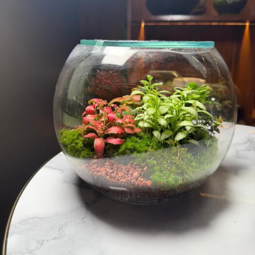 Terrarium au contraste éclatant