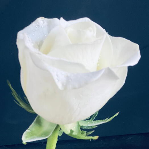 Athena White Rose Stem 50 cm