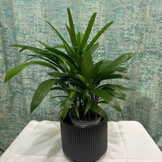 Elegant Rhapis Palm – Low-Maintenance Indoor Plant for Home ,Office Decor. Air Purifying Plant- Easy Care Gift Plant