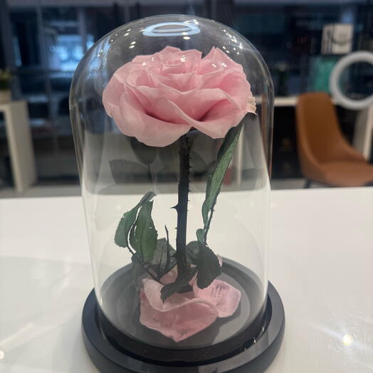 Baby Pink Forever Love Roses